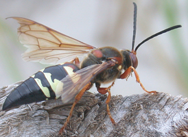 Eastern Cicada-killer Eastern Cicada-killer